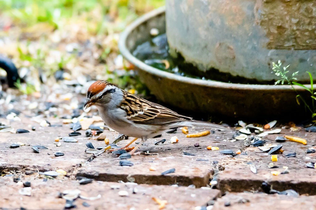 Backyard Birds NH-1893.jpg